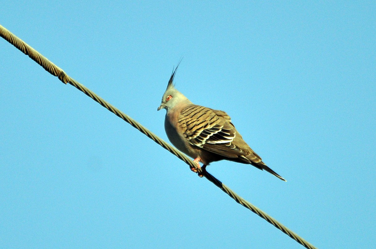 Crested Pigeon - ML518088531