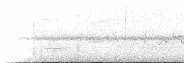 Insellaubsänger (ceramensis) - ML518091