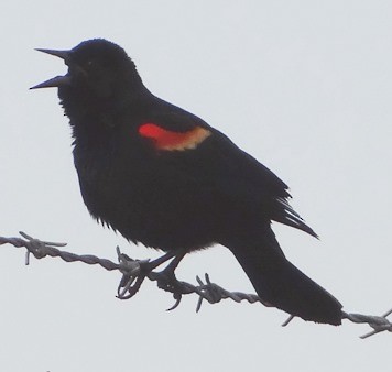 Red-winged Blackbird - ML51809131
