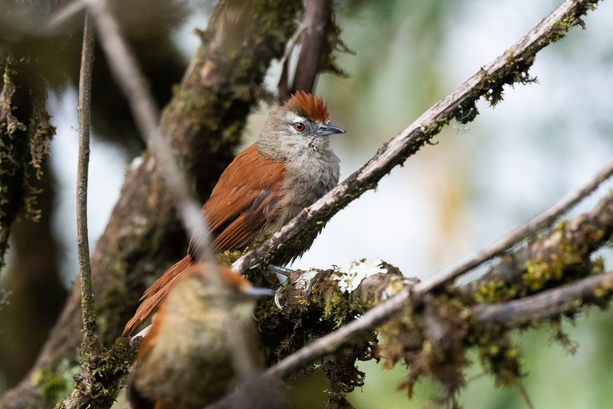 Marcapata Spinetail (Rufous-crowned) - ML518092981