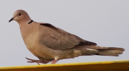 Eurasian Collared-Dove - ML51809451
