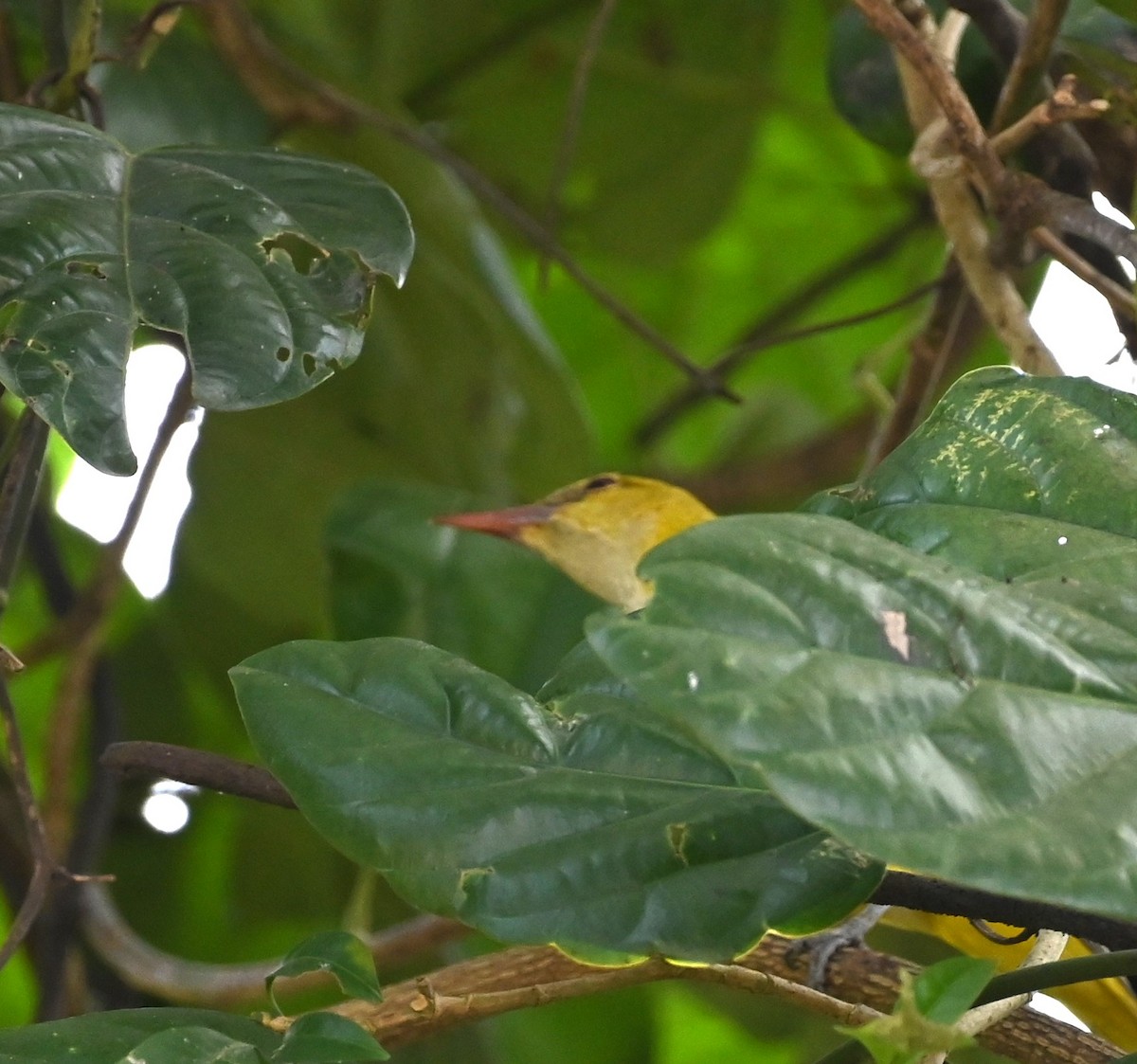Indian Golden Oriole - ML518098481