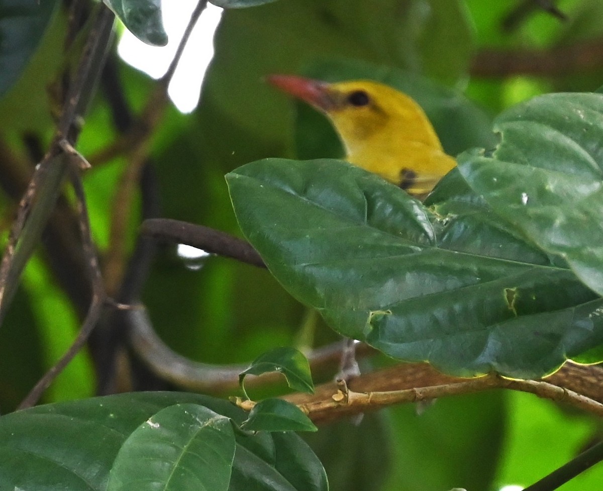 Indian Golden Oriole - ML518098491
