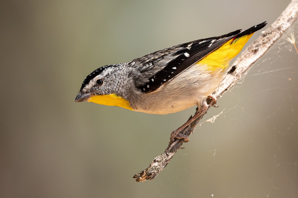 Spotted Pardalote - ML518098821