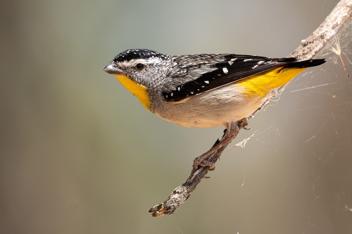 Spotted Pardalote - ML518098831