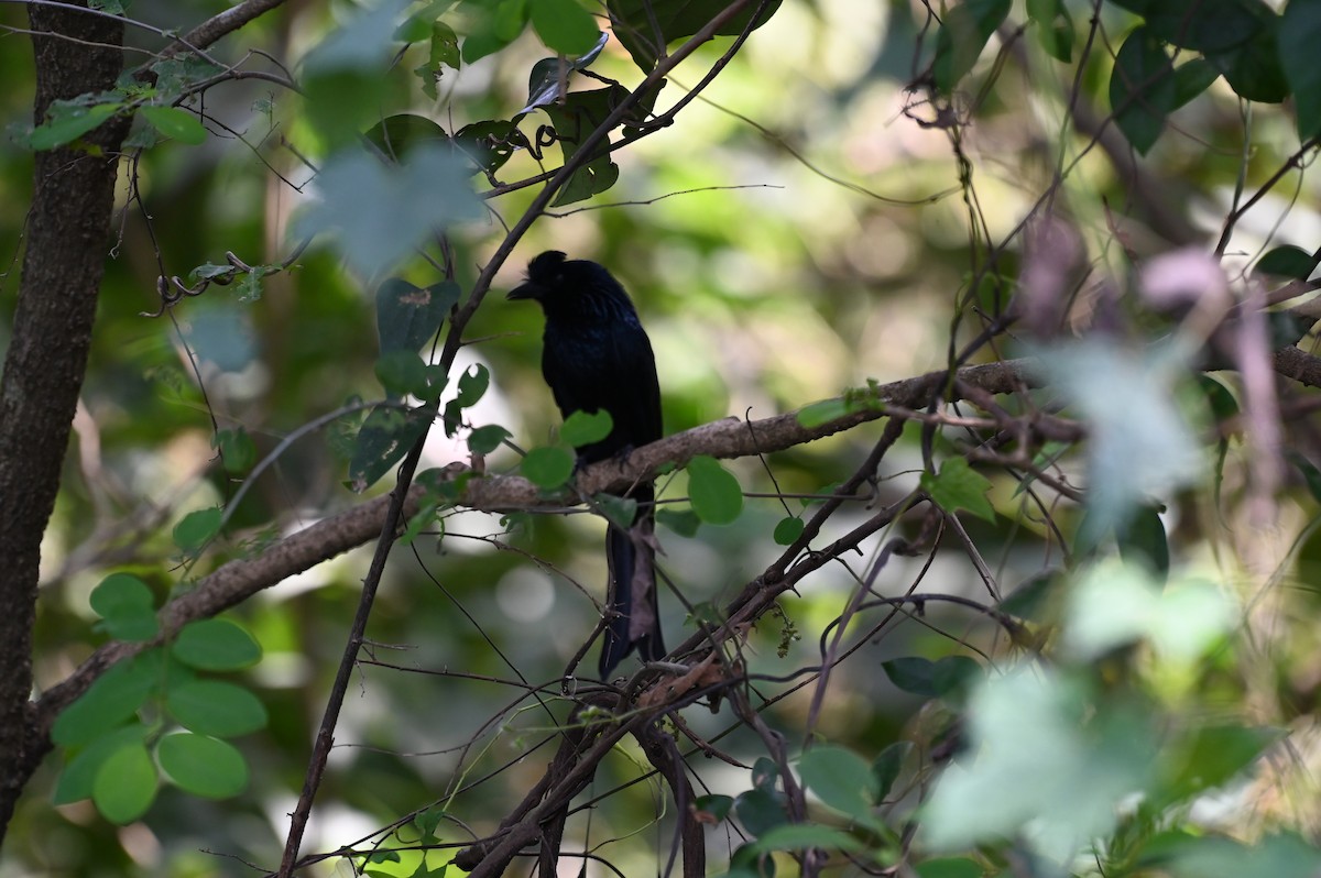Greater Racket-tailed Drongo - ML518098901