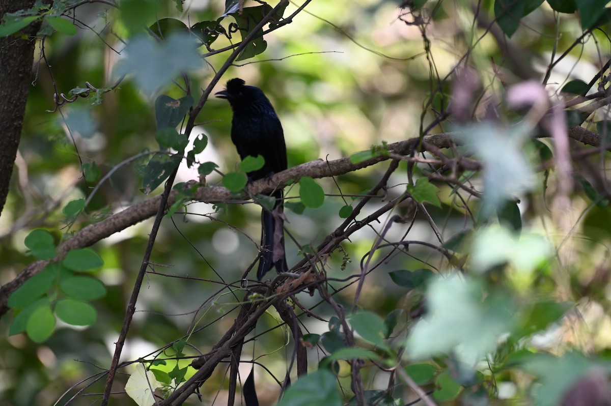 Greater Racket-tailed Drongo - ML518098911
