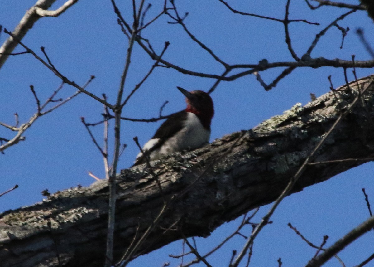 Red-headed Woodpecker - ML518099731