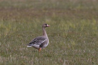Greater White-fronted Goose, ML518100591