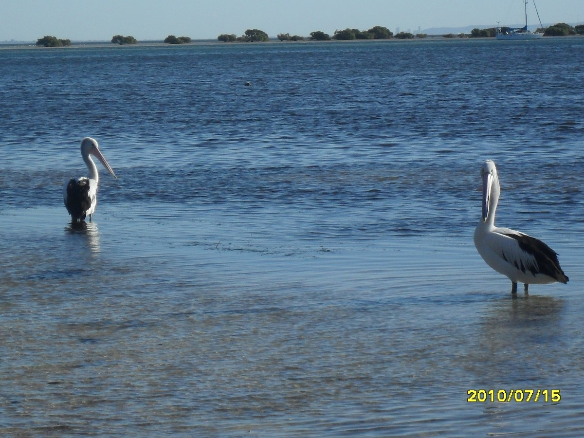 pelikán australský - ML518100641