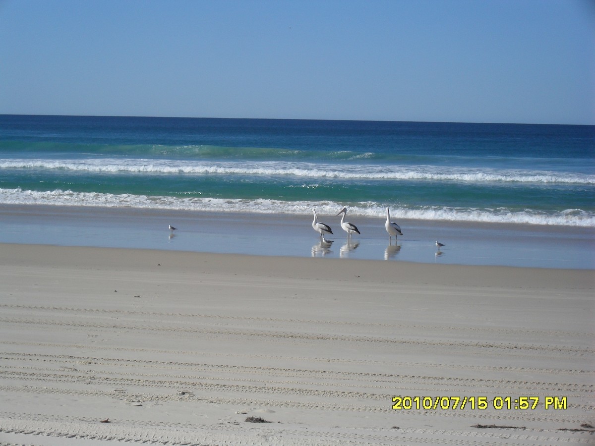 pelikán australský - ML518100651