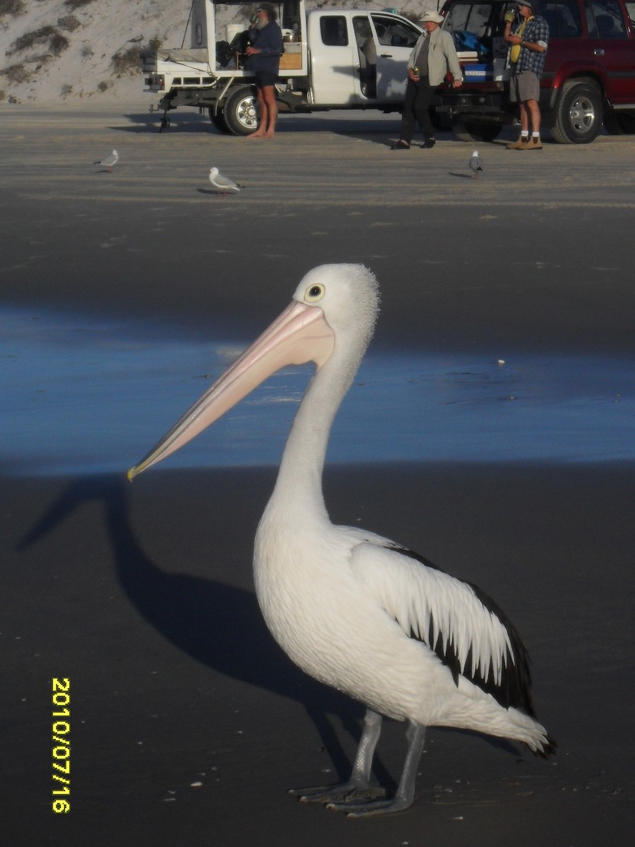 pelikán australský - ML518100961