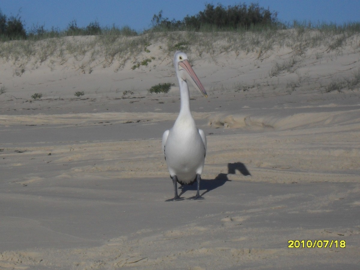 pelikán australský - ML518101151