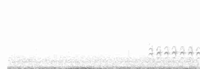 Beyaz Göğüslü Sıvacı [lagunae grubu] - ML51810391