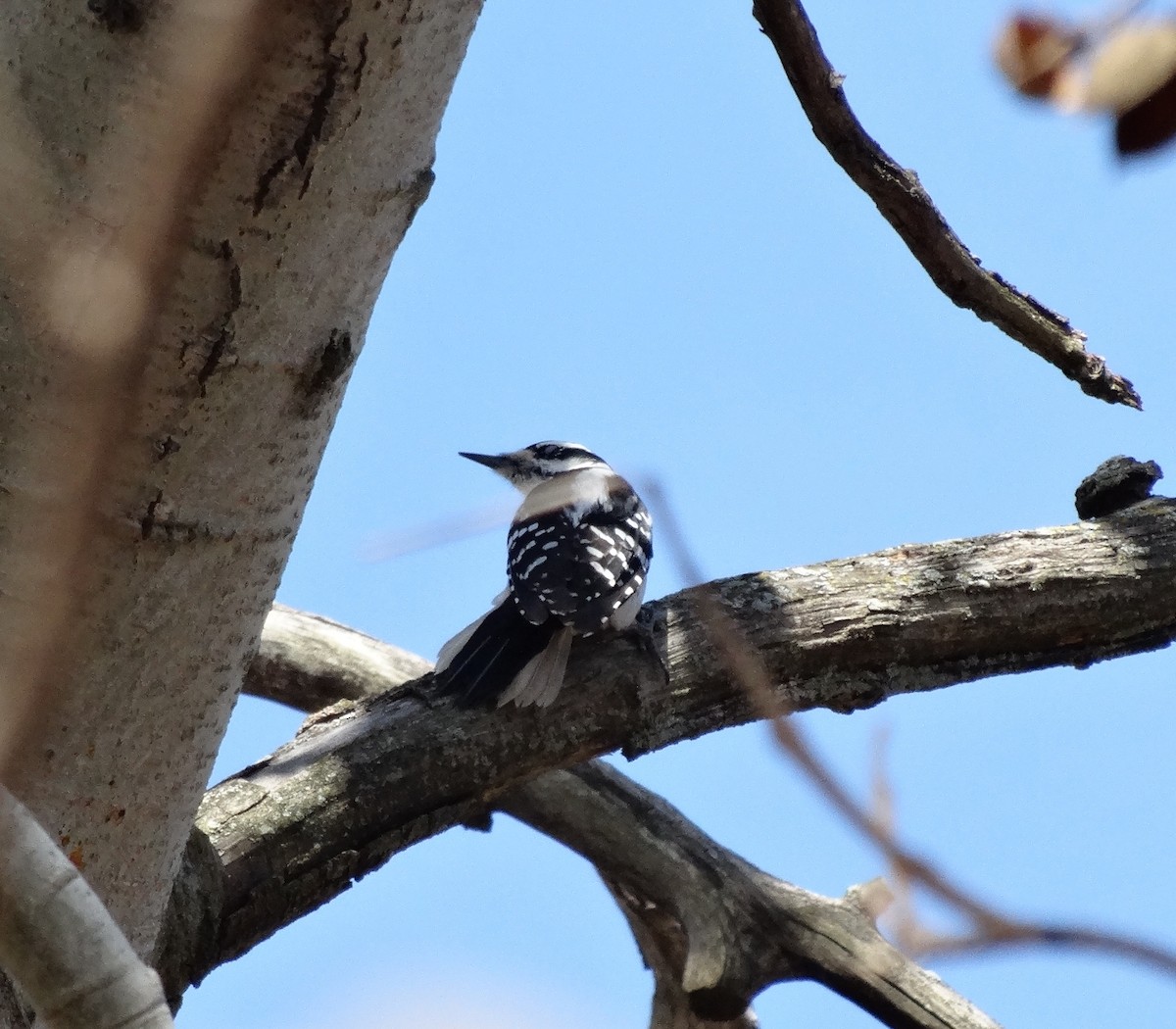 Hairy Woodpecker (Eastern) - ML51810791