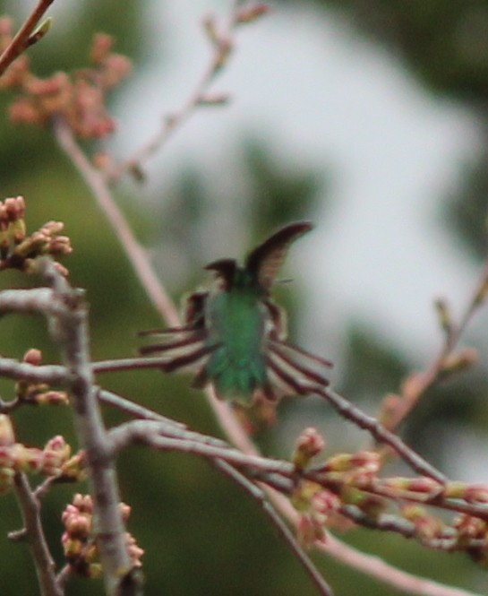 Anna's Hummingbird - ML51810961
