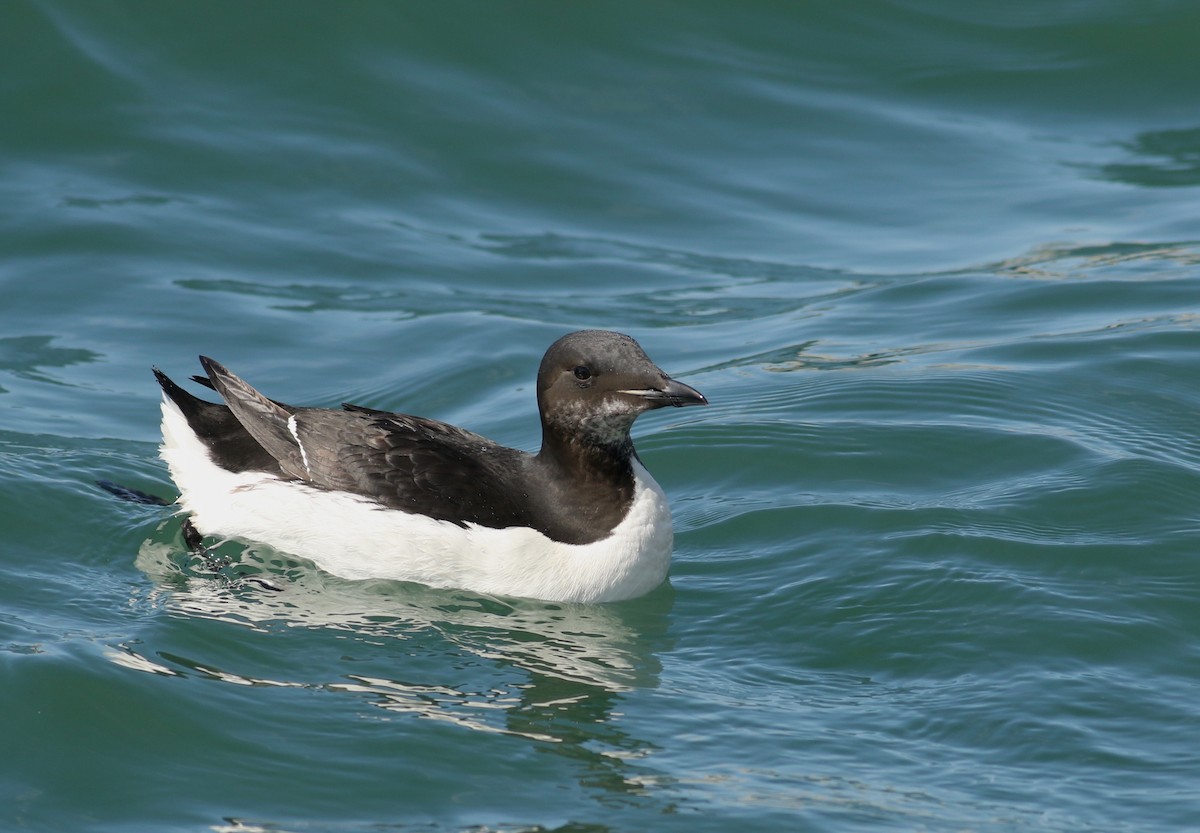 Thick-billed Murre - ML51811051