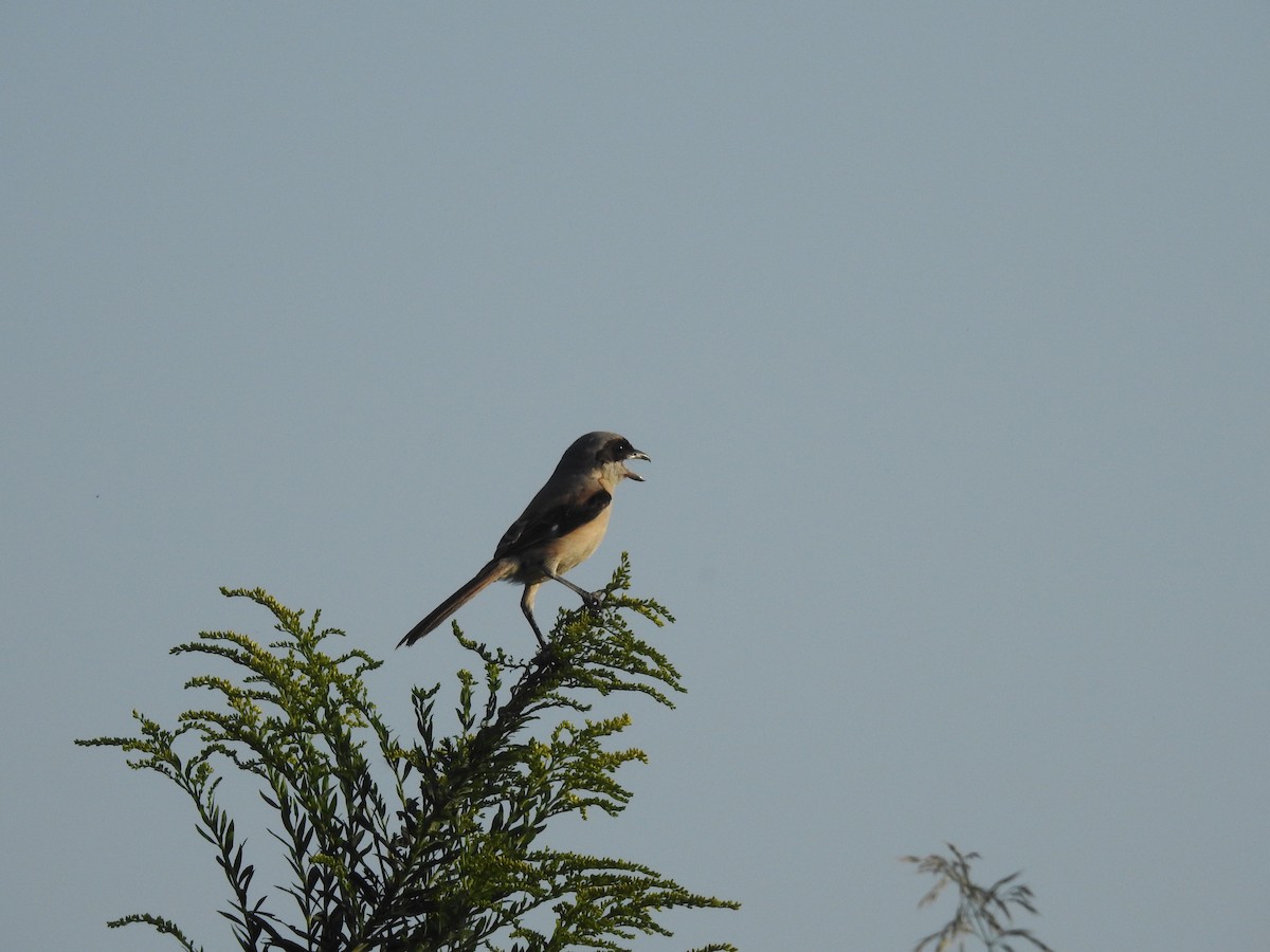 Long-tailed Shrike - ML518111221