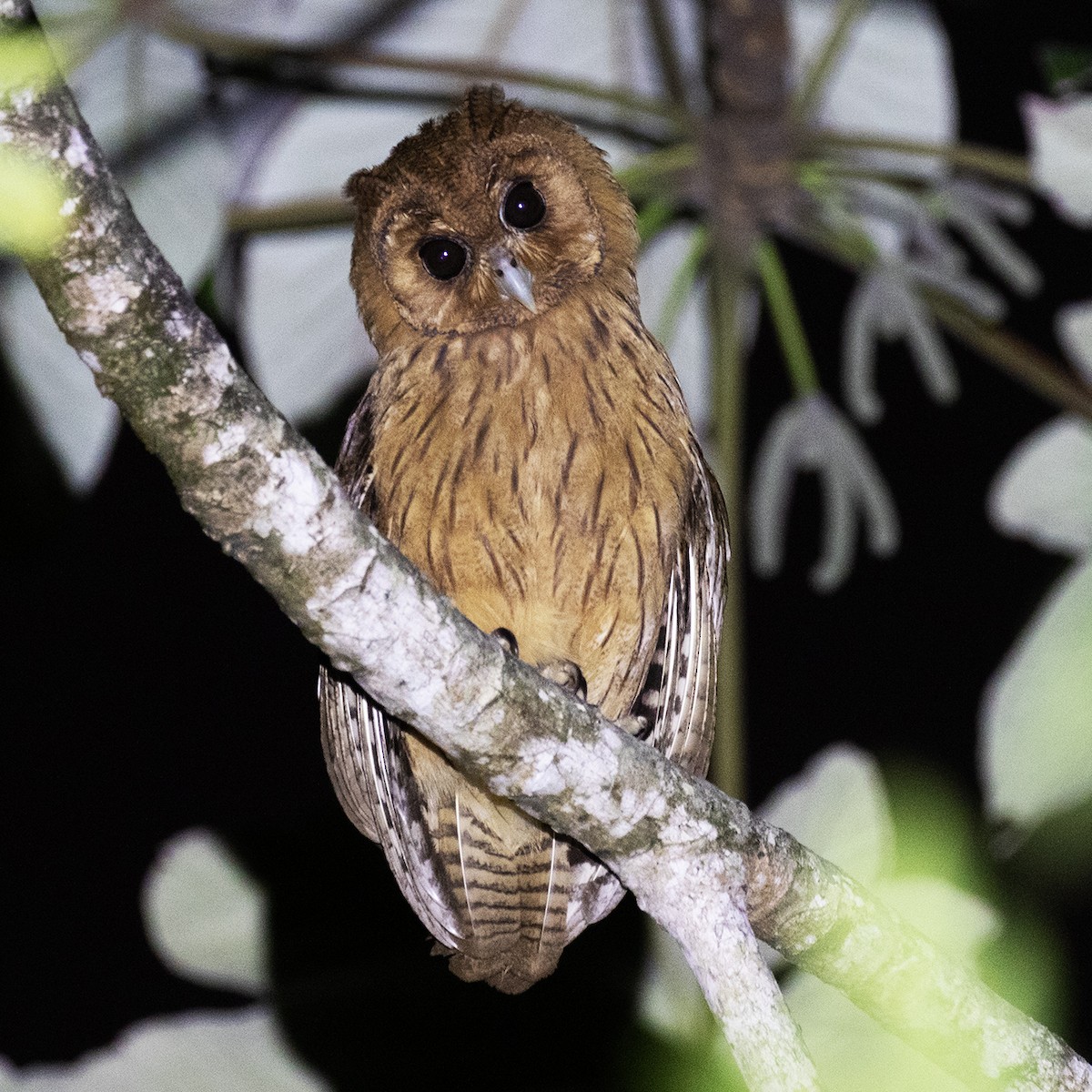 Jamaican Owl - ML518112181