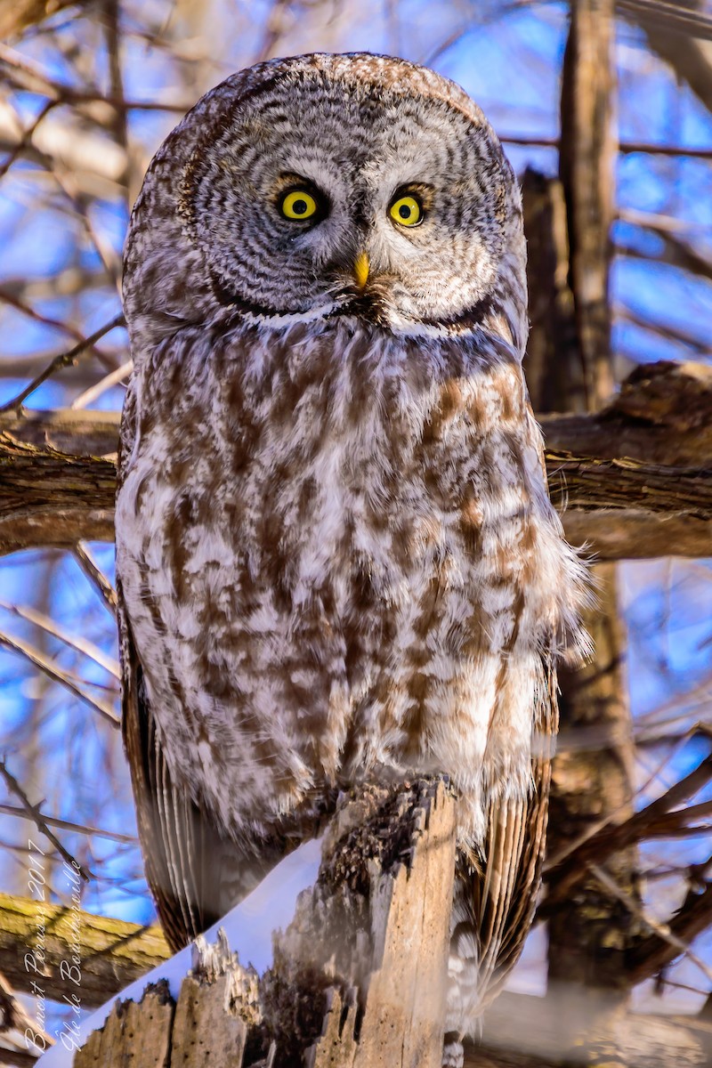 Great Gray Owl - Benoit Pérusse