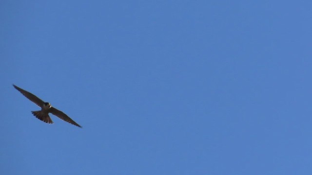 Peregrine Falcon (Tundra) - ML518117511