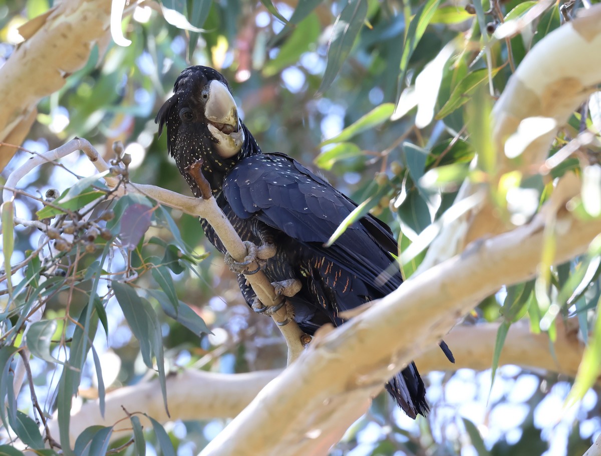 Red-tailed Black-Cockatoo - ML518117641