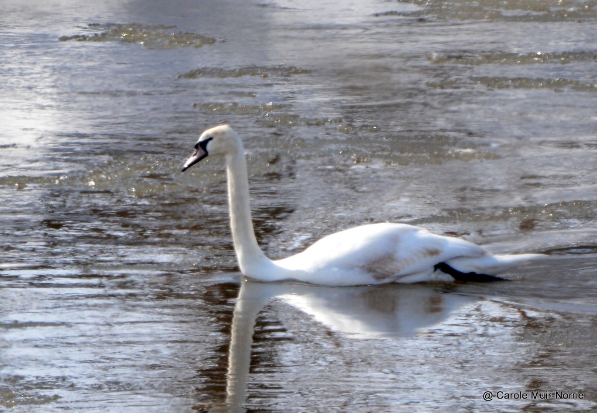 Mute Swan - carole muir-norrie