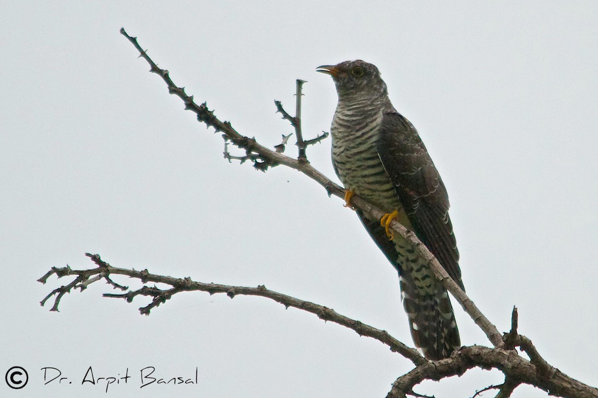 Indian Cuckoo - Arpit Bansal