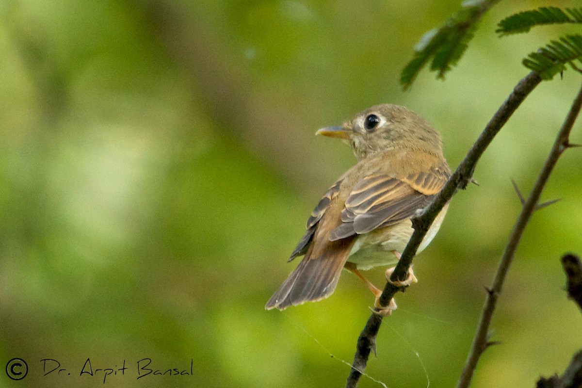 Brown-breasted Flycatcher - Arpit Bansal