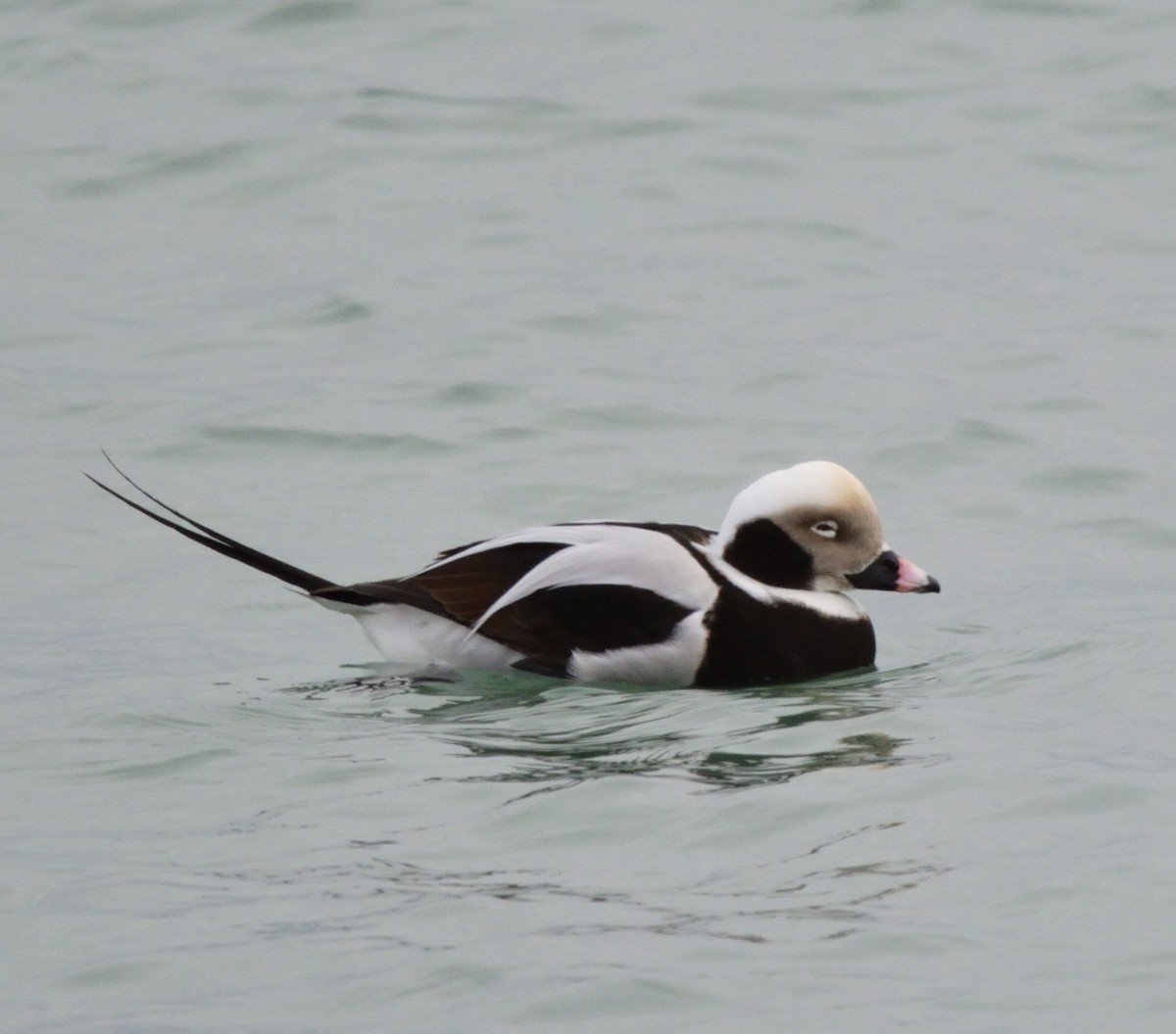 Long-tailed Duck - ML518121181