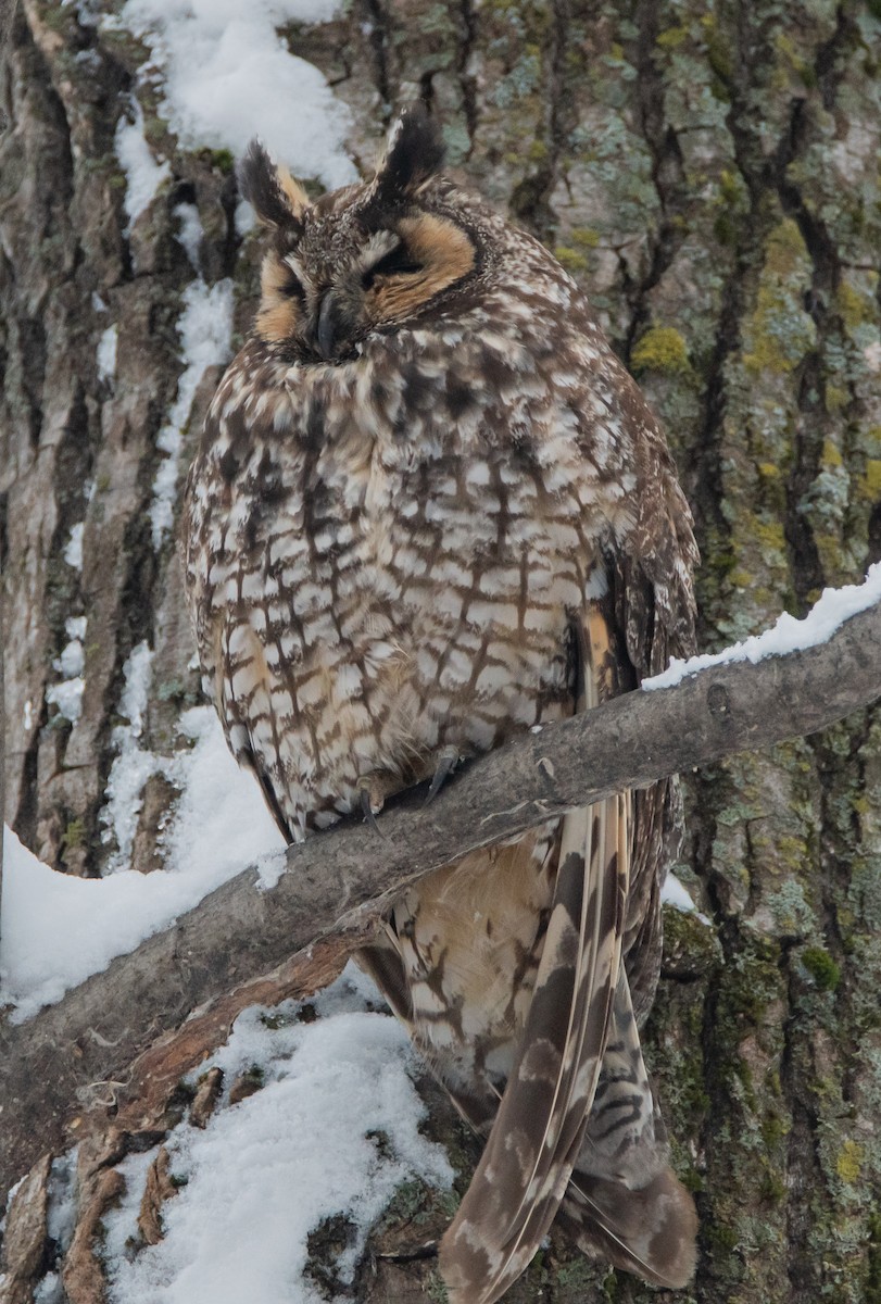 eBird Checklist 29 Dec 2022 RN de PointeYamachiche 19 species