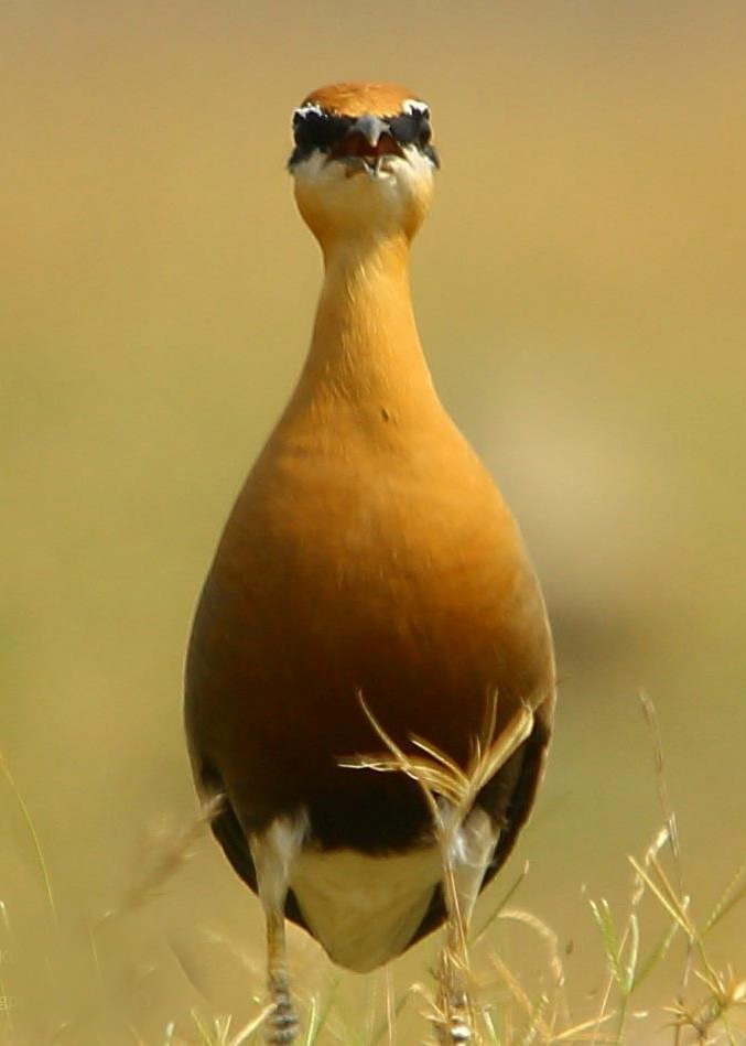 Indian Courser - ML518121821