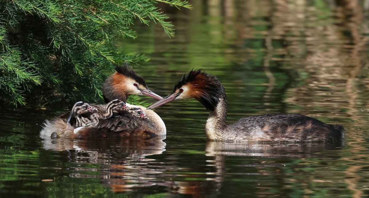 Great Crested Grebe - ML518124181