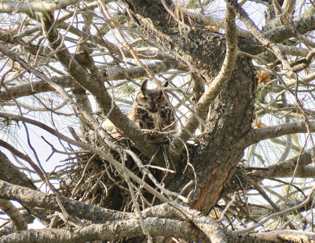 Great Horned Owl - George Folsom