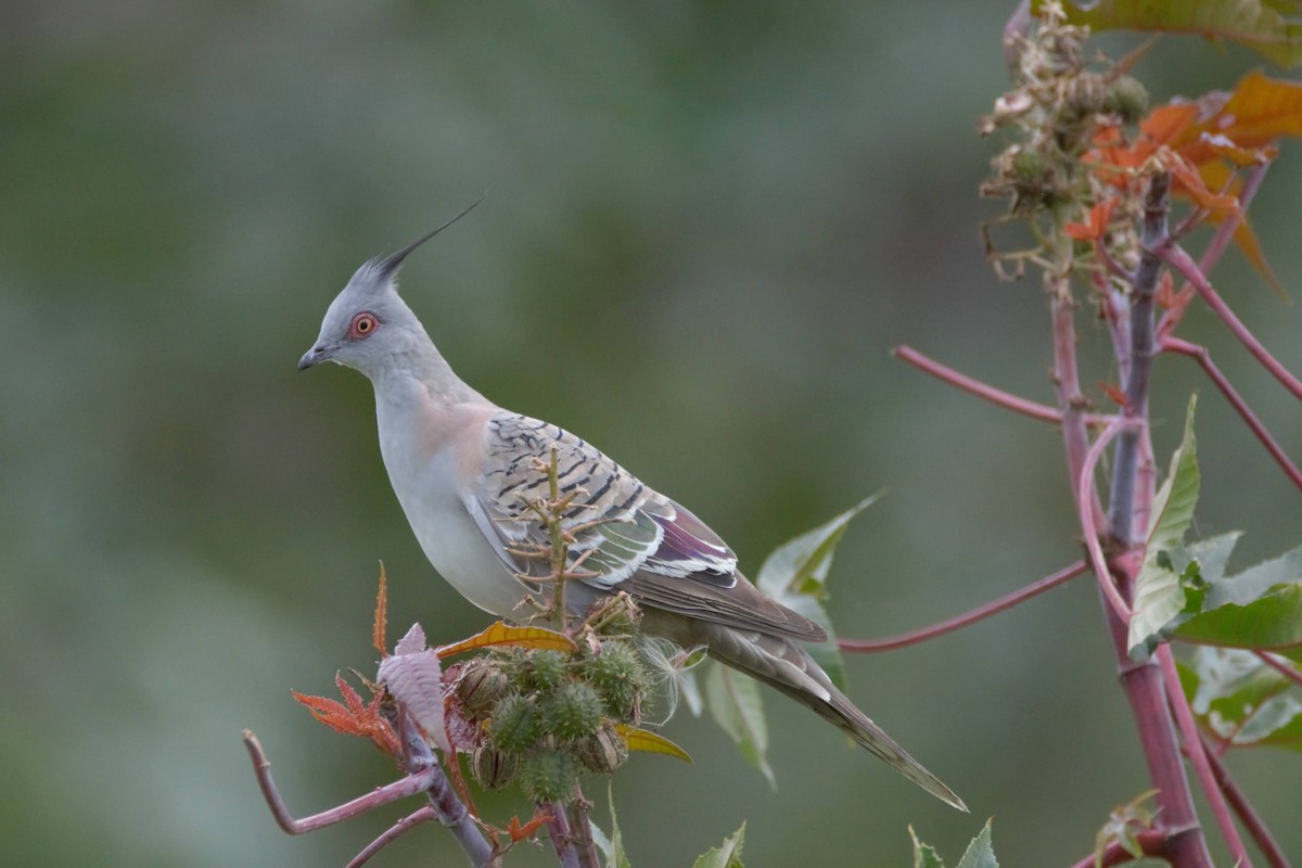 Crested Pigeon - ML518126561