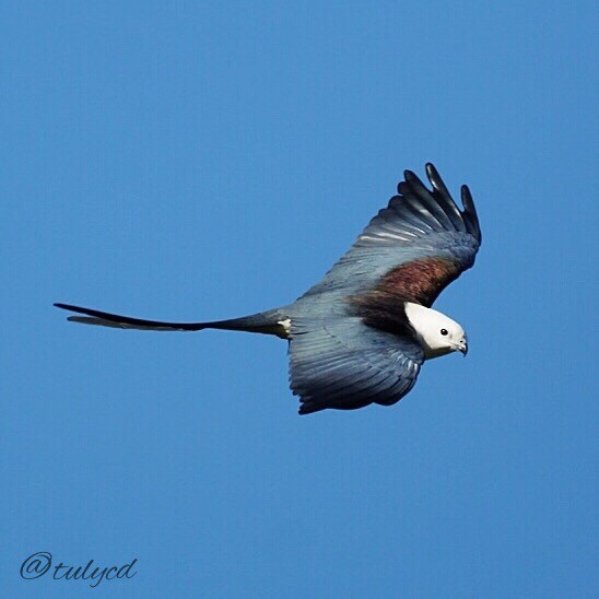 Swallow-tailed Kite - Tuly  Datena