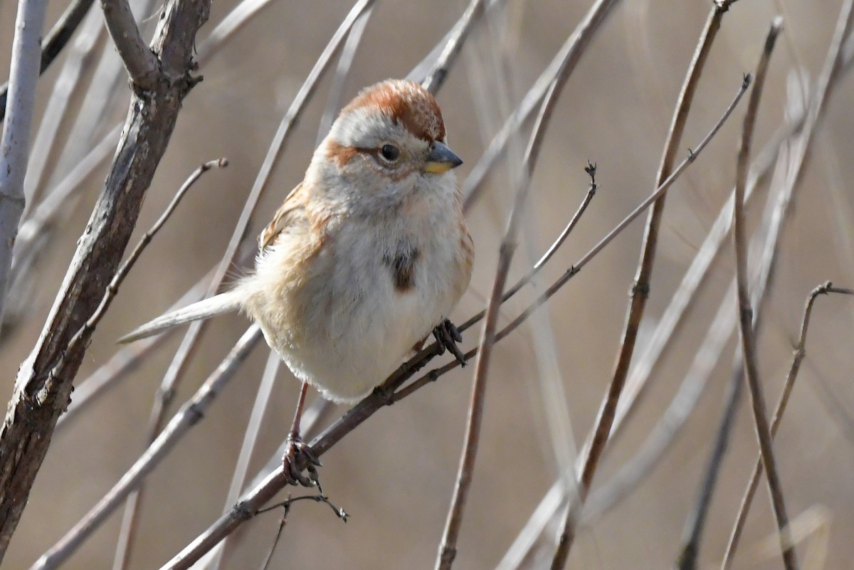 American Tree Sparrow - ML518127401