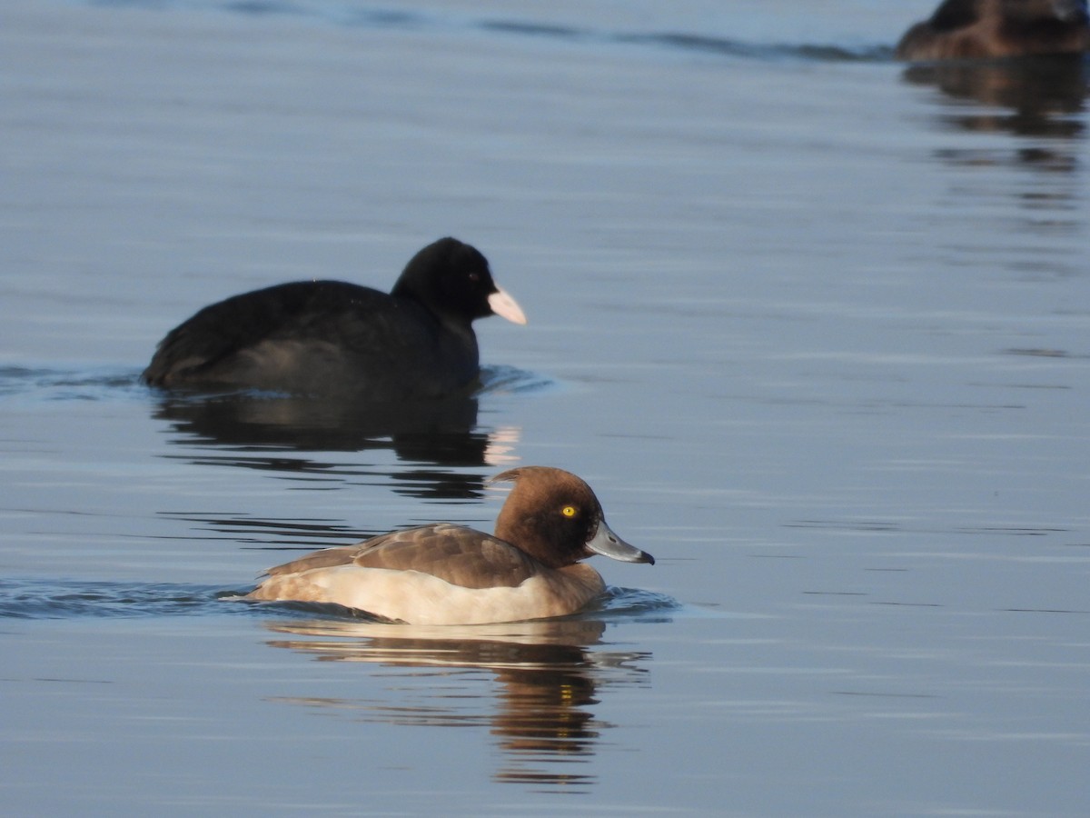 Tufted Duck - ML518131181