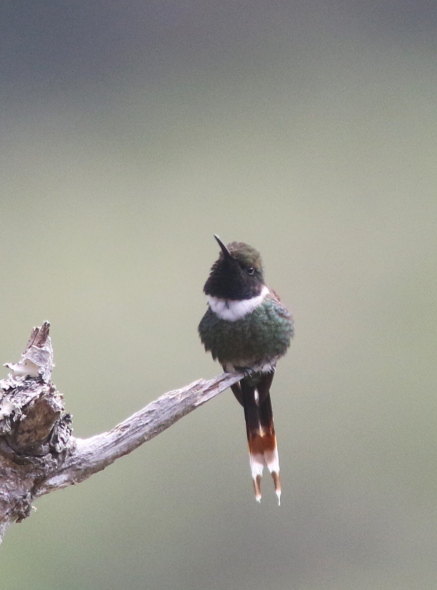 Sparkling-tailed Hummingbird - Jorge Montejo
