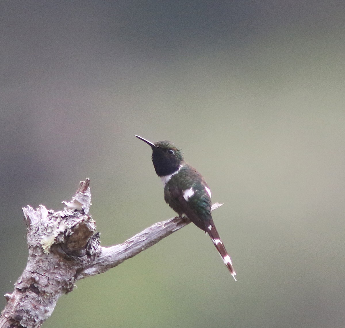 Sparkling-tailed Hummingbird - ML518131201