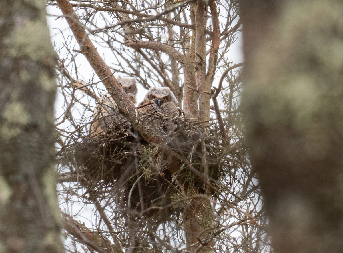 Great Horned Owl - ML518131491