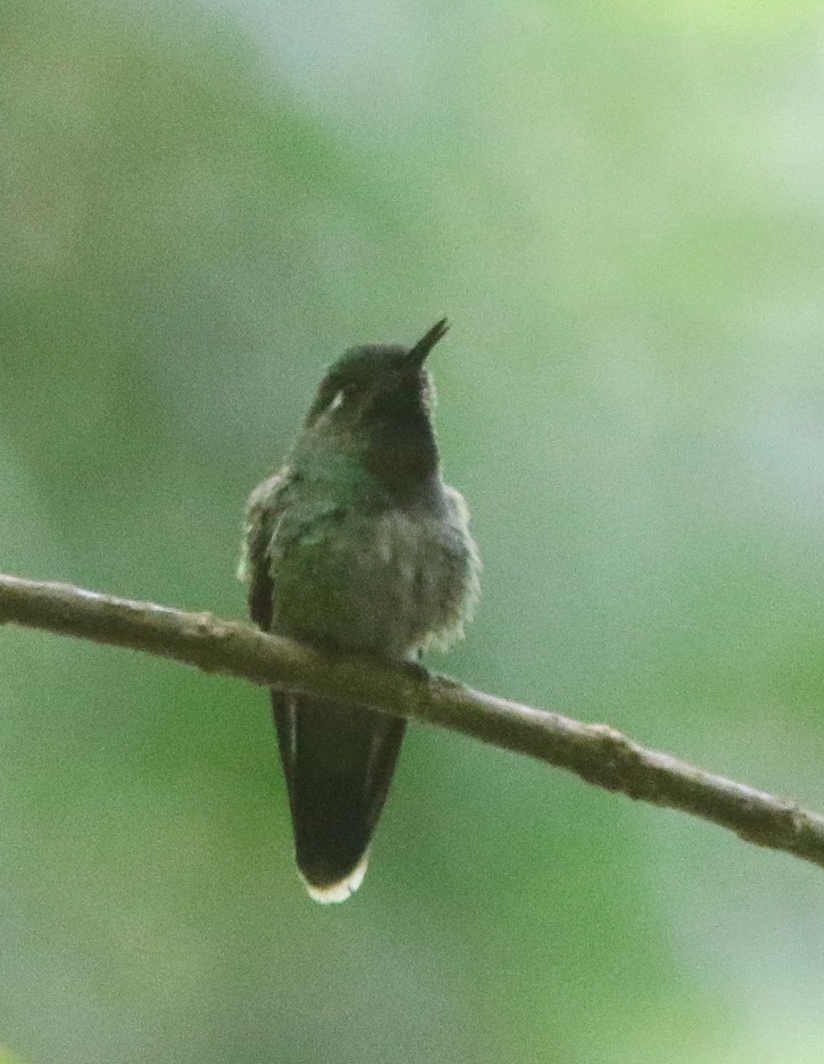 Emerald-chinned Hummingbird - ML518131851