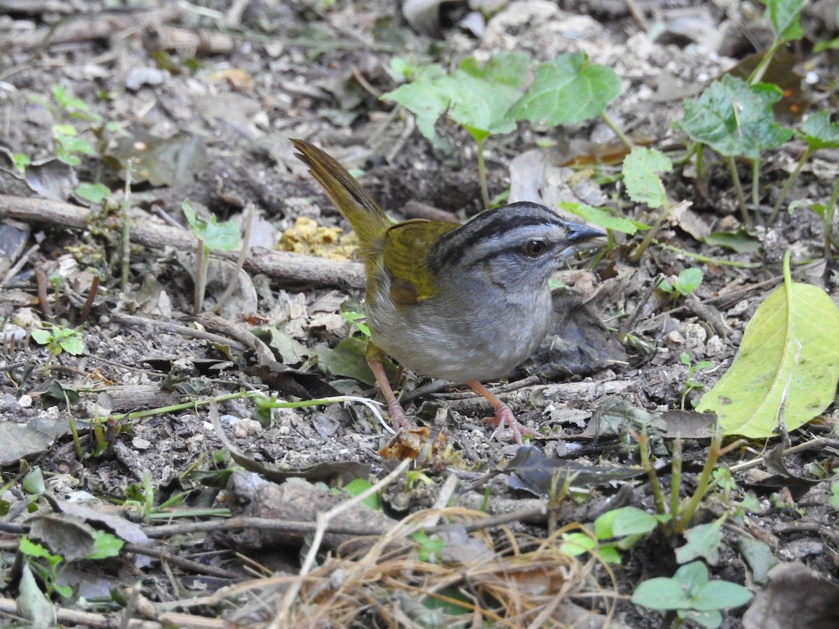 Green-backed Sparrow - ML518131991