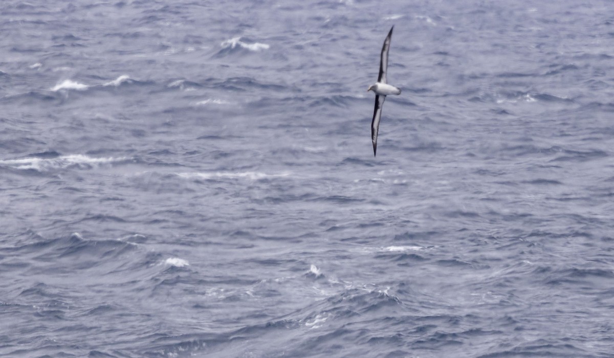 albatros šedohlavý - ML518132551