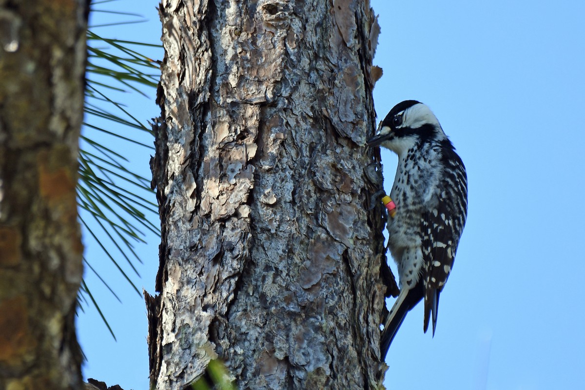 Red-cockaded Woodpecker - ML518133631