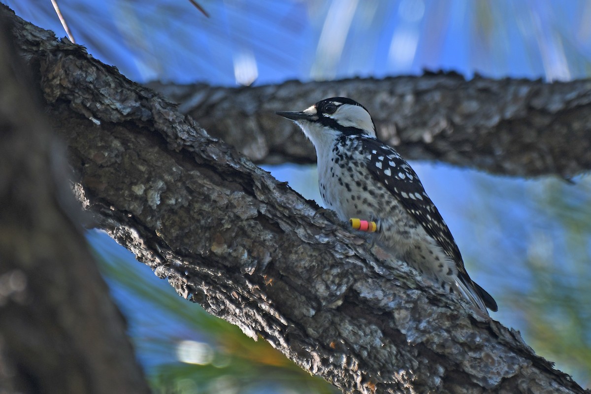 Red-cockaded Woodpecker - ML518133641