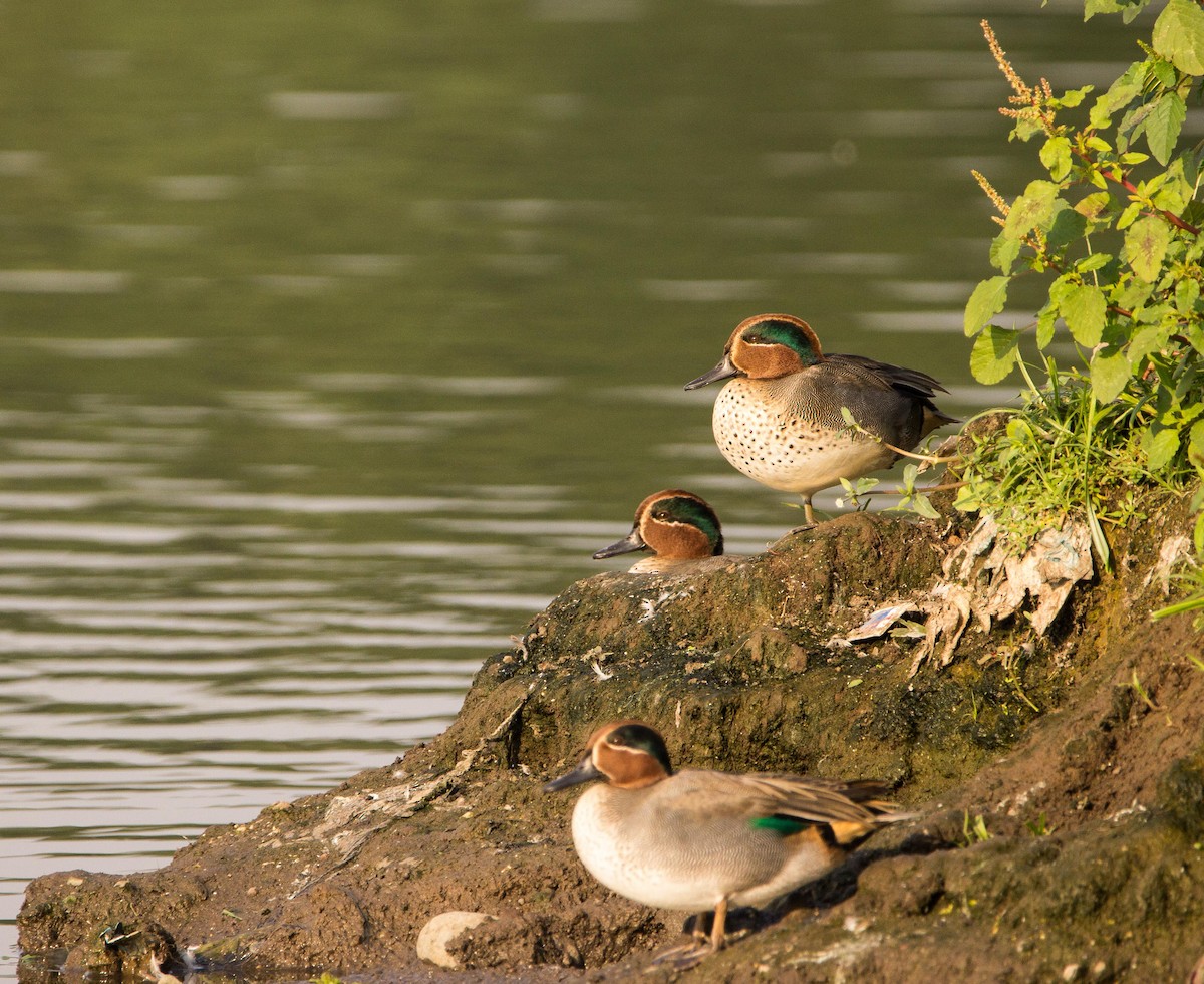 Green-winged Teal - ML518136131