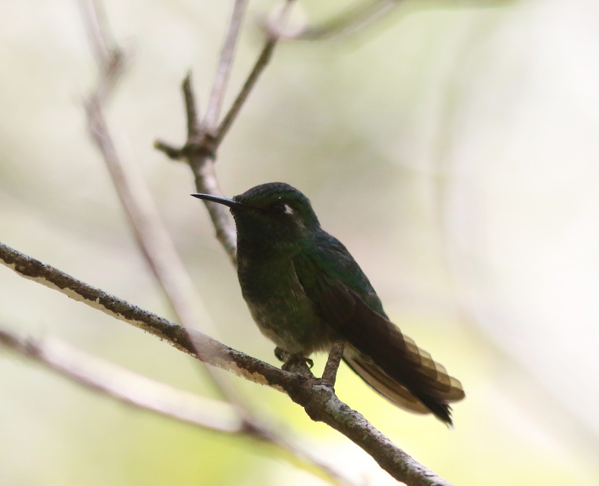 Emerald-chinned Hummingbird - ML518136511