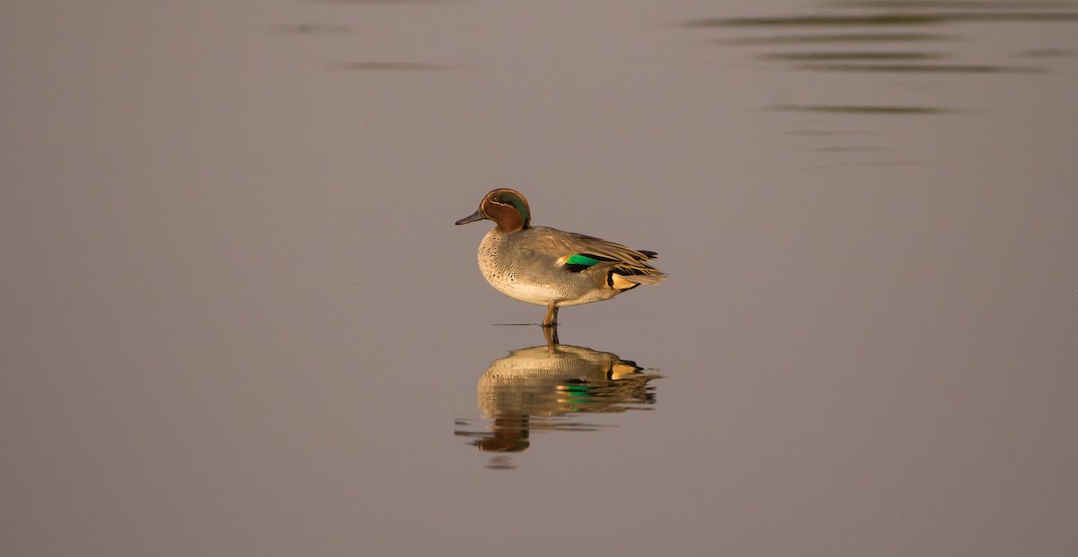 Green-winged Teal - ML518136591