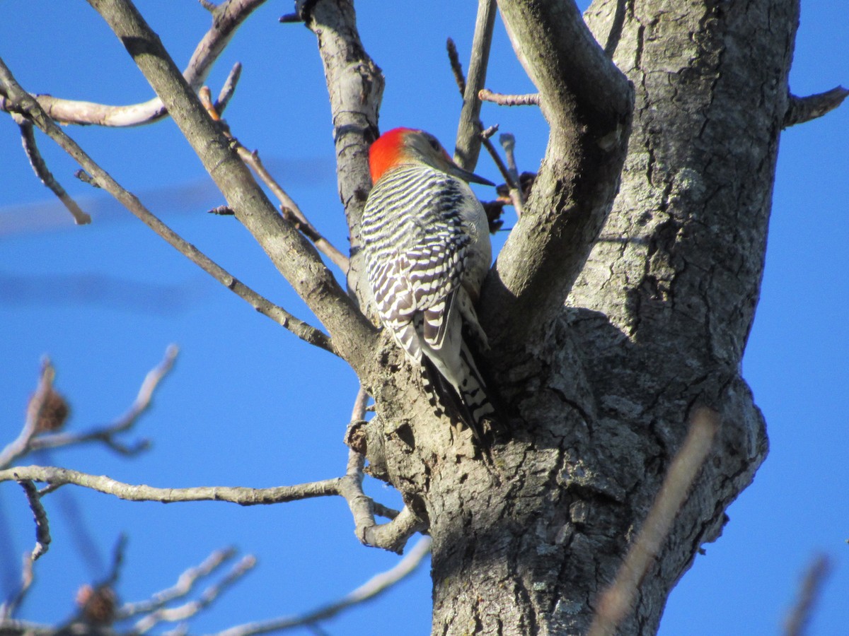 Red-bellied Woodpecker - ML518136631